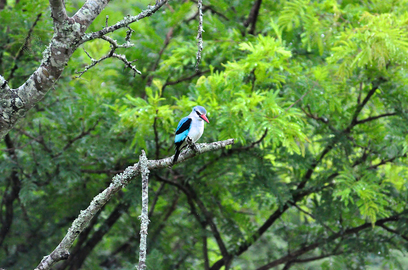 Melanie Heinrich - travel images - Lion Sands Private Game Reserve